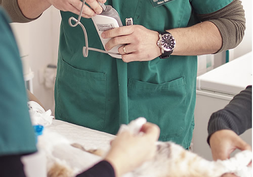 Cirurgia geral e ortopédica veterinaria Cirurgia geral e ortopédica veterinaria