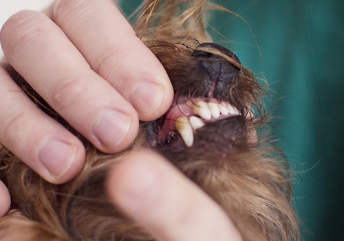 Estomatologia Higiene oral veterinaria Estomatologia Higiene oral veterinaria
