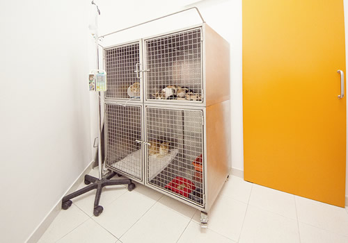 Hospitalização Veterinaria Hospitalização Veterinaria